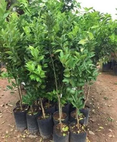 Campanha de Mudas Frutíferas segue com pedidos em Rio dos Cedros