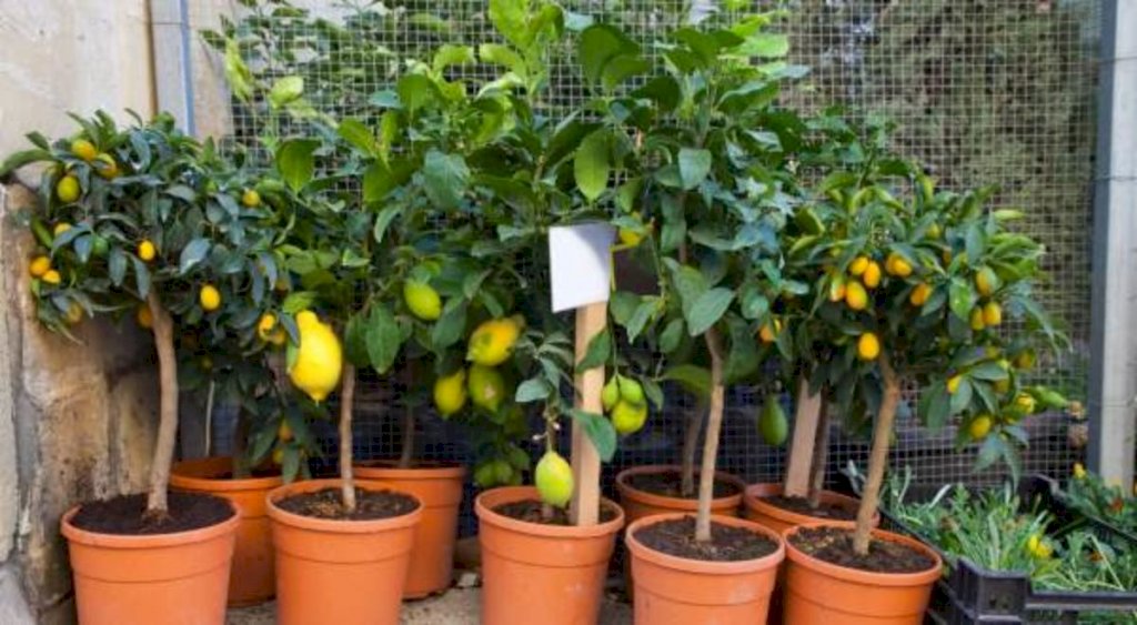 Campanha de mudas frutíferas semeia futuro e esperança no campo